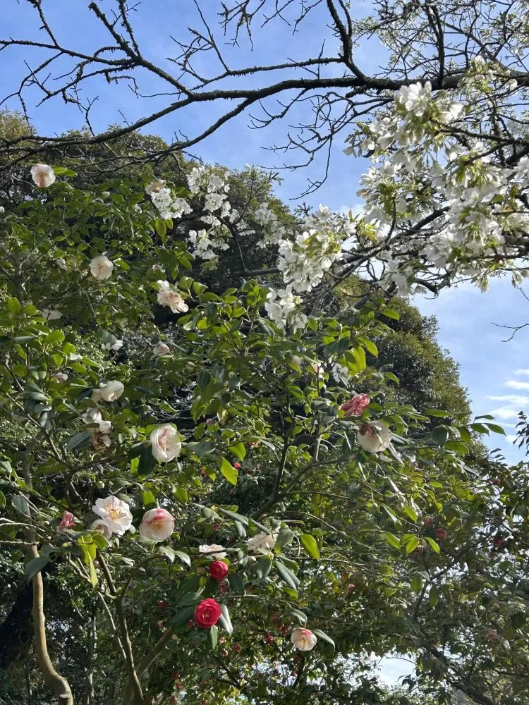 (キャプション自動取得対象外)