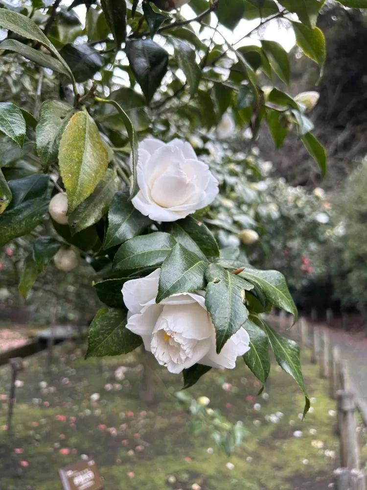 (キャプション自動取得対象外)